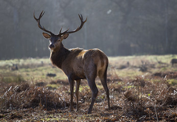 stag in Richmond Deer Park