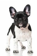 Französischer Bulldoggenwelpe