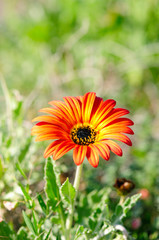orange gerbera