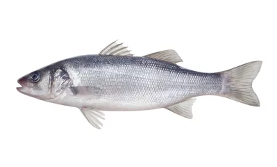 Vlies Fototapete Fish Fisch Wolfsbarsch auf dem weißen Hintergrund isoliert