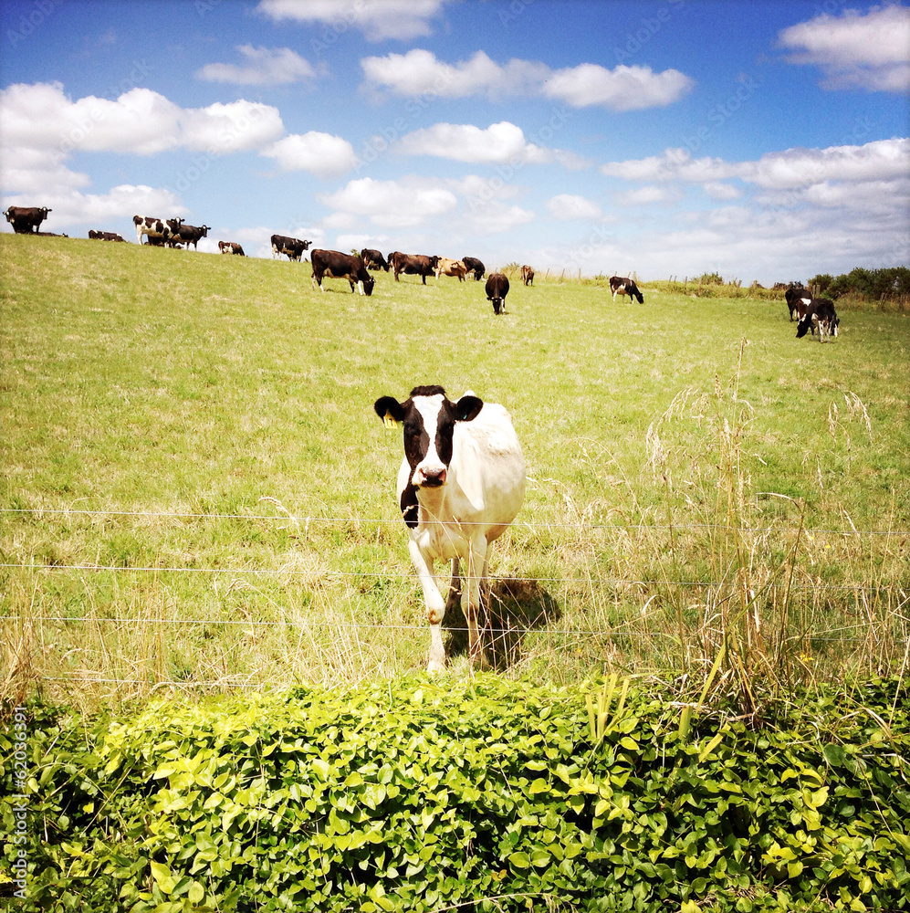 Poster Cows