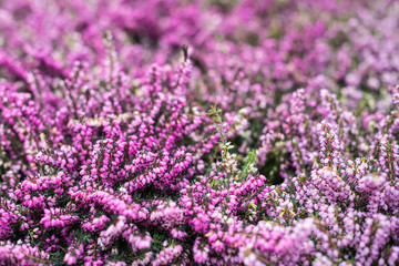 Purple and pink blooming common heather