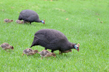 Guinea fowl and chicks