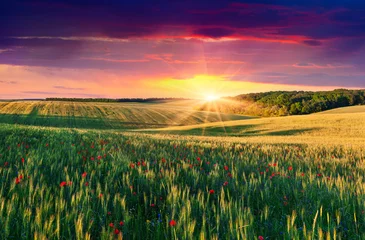 Foto op Aluminium Wheat and poppies field at sunset © Andrew Mayovskyy