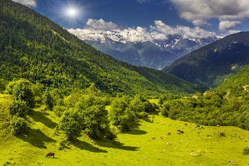 Cattle on pasture in summer Caucasus Mountains