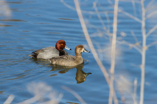 Redhead Ducks male and female
