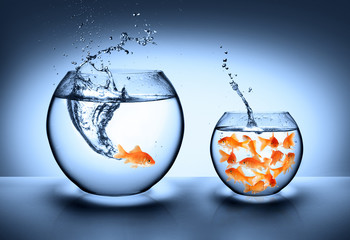 goldfish jumping - improvement concept - obrazy, fototapety, plakaty