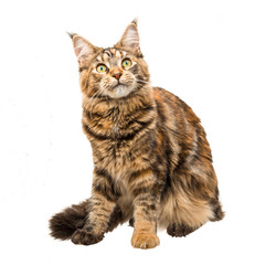 Obraz premium Young cat