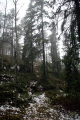 Obraz premium Finnish forest in February