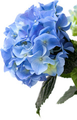 hortensia