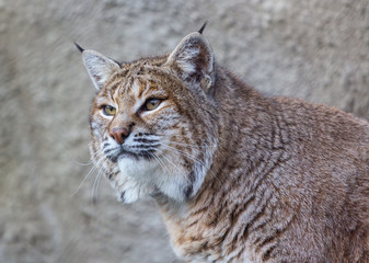 American Bobcat