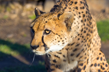 Cheetah