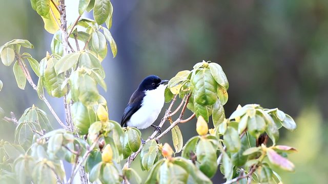Dark-backed Sibia  in North Thailand