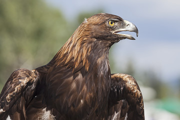 A Portrait of the Golden Eagle