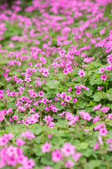 oxalis blooming