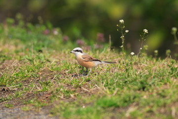 Red-backed Shrike (Lanius collurio) in Japan 