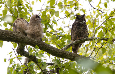 Great Horned Owl