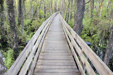 Obraz premium Boardwalk At Swamp Slough Preserve