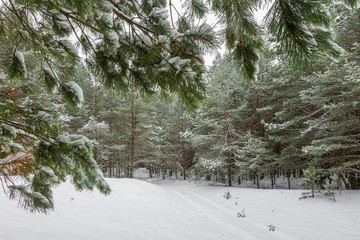 Naklejka premium in the forest