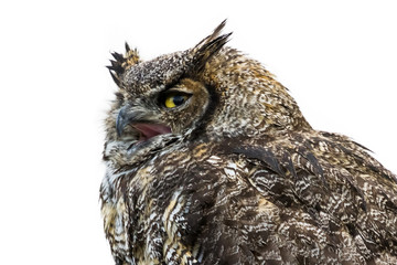 Great Horned Owl