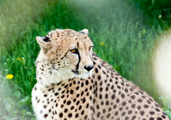 Leopard on a background of green grass