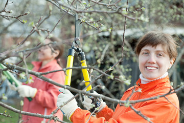 women pruned branches in the orchard