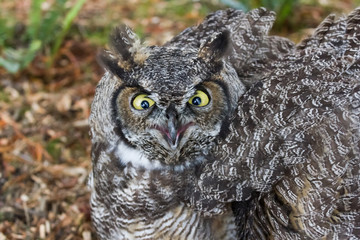 Great Horned Owl