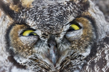 Great Horned Owl