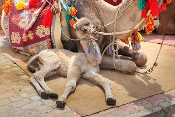 Keuken foto achterwand Kameel camel cub lying with mother