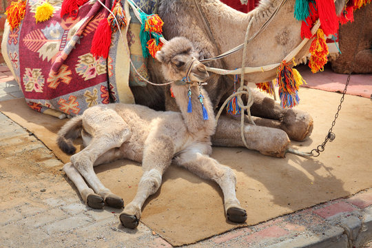 camel cub lying with mother