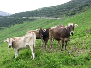 Fototapeta na wymiar Swiss cows in the mountains of Liechtenstein