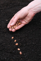 Planting seeds in soil