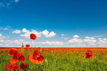 Field of red poppies - 62047309