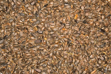 Sunflower seeds