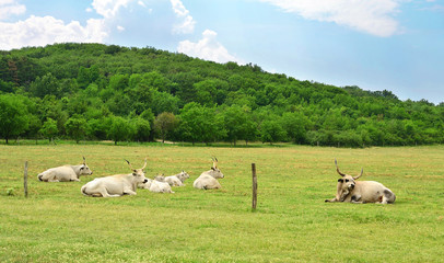 Obraz premium Grey cattle resting on field