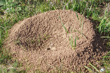 Sand anthill on a grass