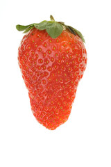 One red strawberry