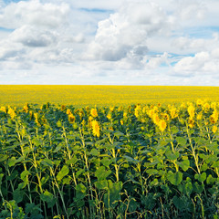 field with sunflowers and blue sky