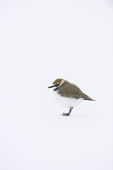 Kentish plover