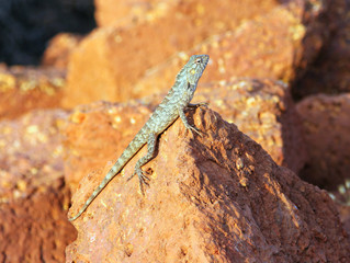 mottled lizard sitting on rocks and basking in the sun