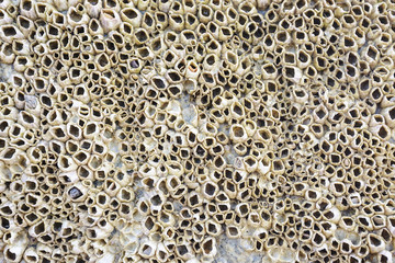 shellfish at seashore