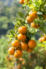 fresh orange on plant, orange tree