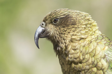 Kea portrait, worlds only alpine parrot only found in New Zealan