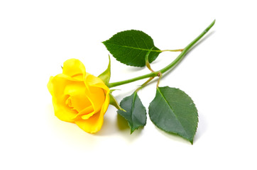 黄色いバラ-Rosa sp.
