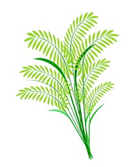 Cereal Plants or Ferns Leaves on White Background