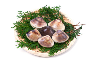 チョウセンハマグリ-Meretrix lamarckii