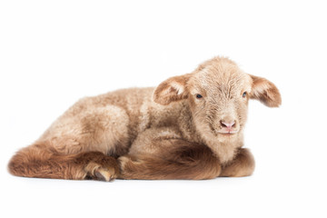 Young lamb isolated on white background