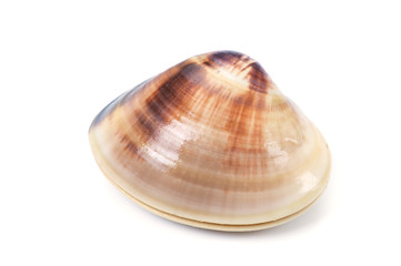 チョウセンハマグリ-Meretrix lamarckii