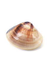 チョウセンハマグリ-Meretrix lamarckii