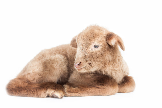 Young lamb isolated on white background
